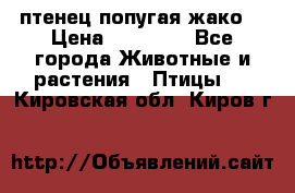 птенец попугая жако  › Цена ­ 60 000 - Все города Животные и растения » Птицы   . Кировская обл.,Киров г.